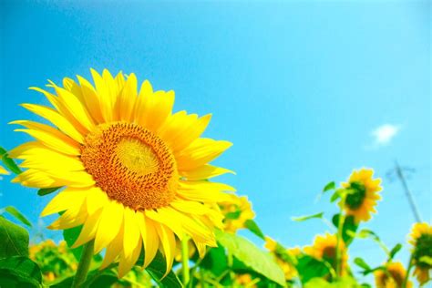 百合花 風水|金運と恋愛運をアップさせるユリの花風水 